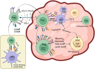 Frontiers | Exhaust The Exhausters: Targeting Regulatory T Cells In The ...